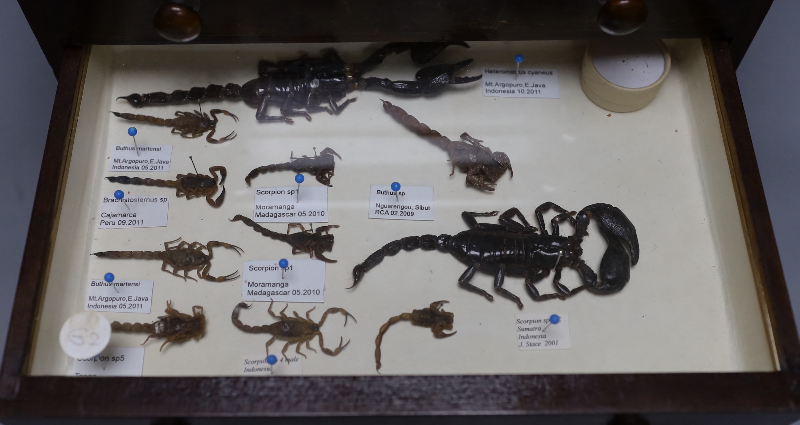 Entomology- a collection of scorpion specimens in a wood chest of four drawers, 30. 5 cm high, 33 cm wide, 21 cm deep
